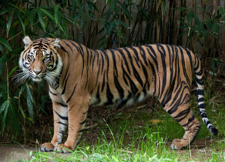 Damai, a female tiger at the National Zoo.