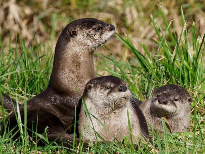 River otters. 