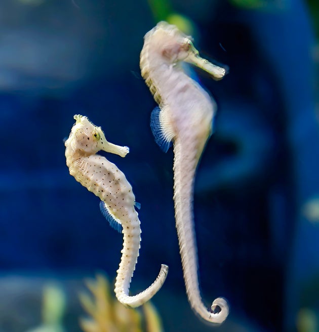 タツノオトシゴの交尾は 小学生には性的すぎる 保守団体が本の撤去を求める ハフポスト タツノオトシゴの交尾は 小学生には性的すぎる 保守団体が本の撤去を求める ハフポスト