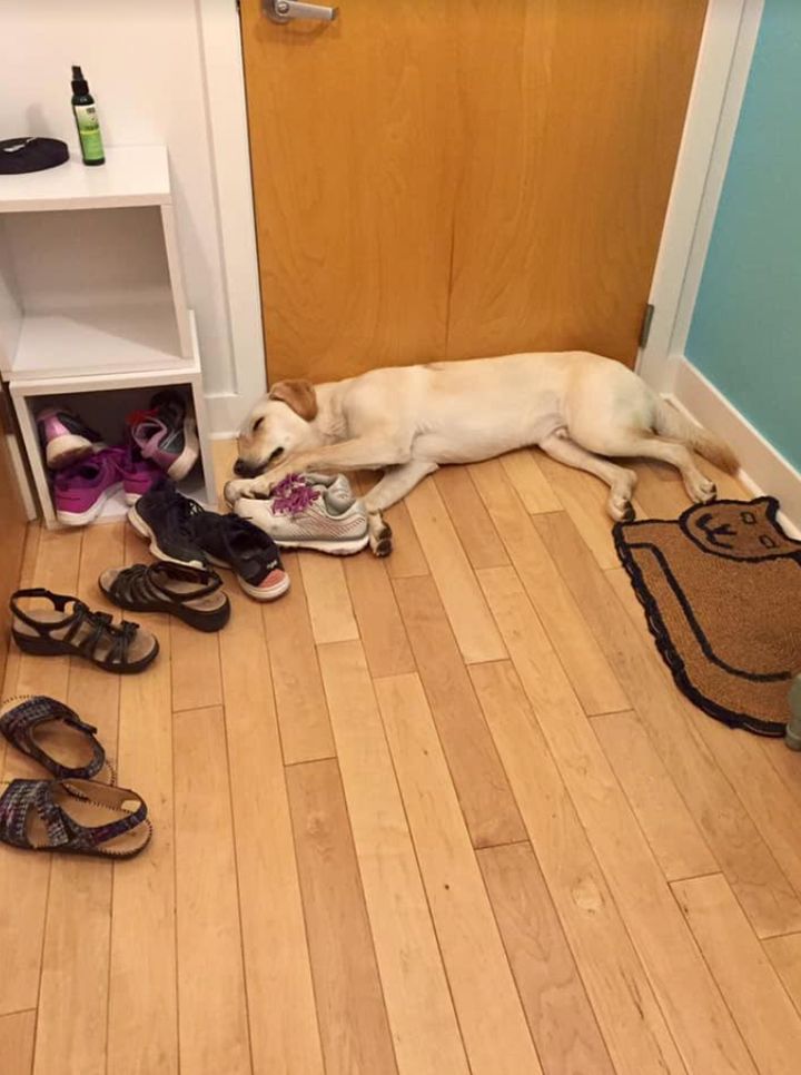 Prior to working with a behaviorist, Beau blocked the author's exit by sleeping at the door.