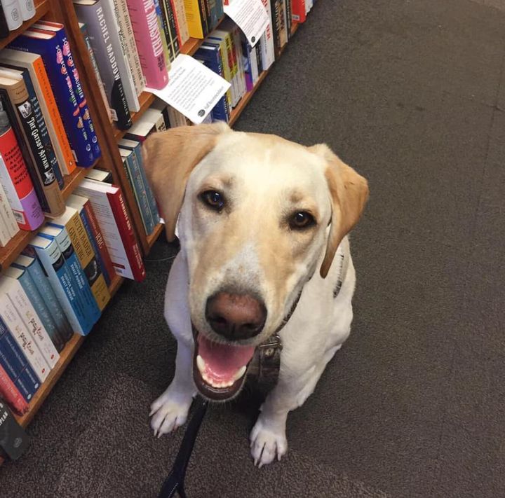 Beau loves the smell of bookstores.