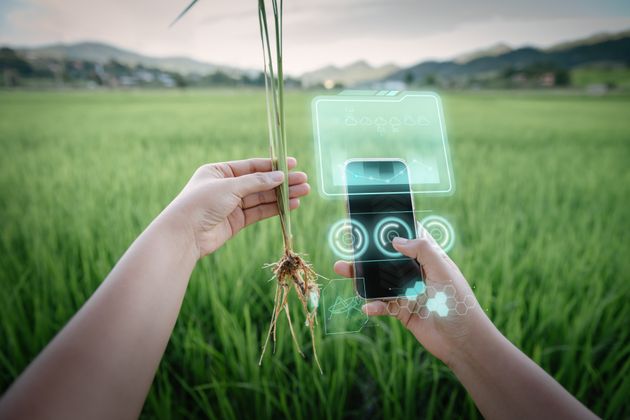 Εντοπισμός ασθενειών σε καλλιέργεια ρυζιού και ανάλυση δεδομένων μέσω χρήσης Virtual Reality A.Ι σε smarthπone. 