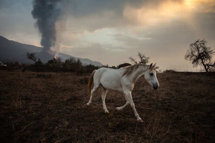 A horse on a farm in Tacande de Abajo, while the Cumbre Vieja volcano in La Palma returns to expel lava and pyroclasts after hours of relative inactivity, on Sept. 27, 2021, in Tacande de Abajo, Canary Islands, Spain. 