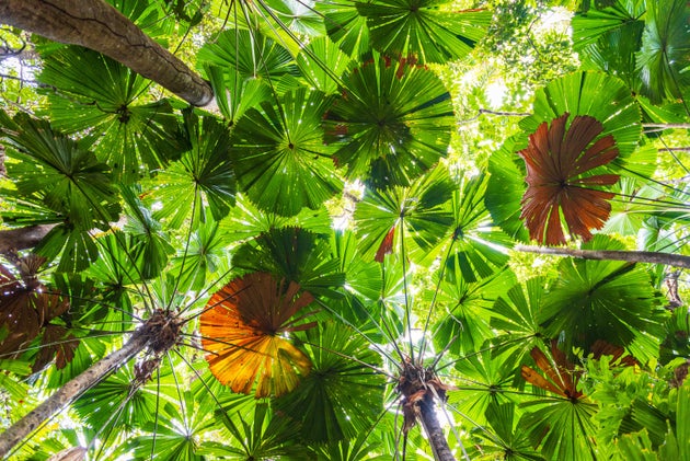 Αυστραλία: Τροπικό δάσος παραδόθηκε στους φυσικούς ιδιοκτήτες του, τους