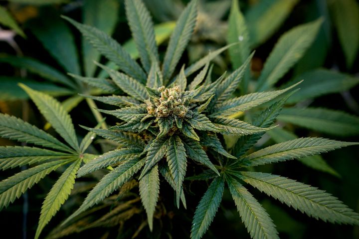 Un cogollo de una planta de cannabis, en una foto de archivo