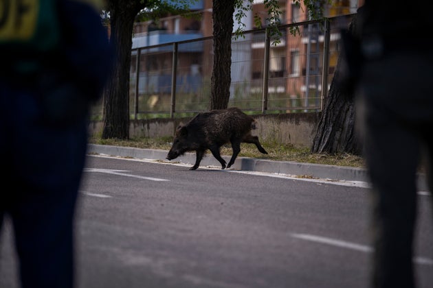 A wild boar pictured in Barcelona last year (probably not the one Shakira fought