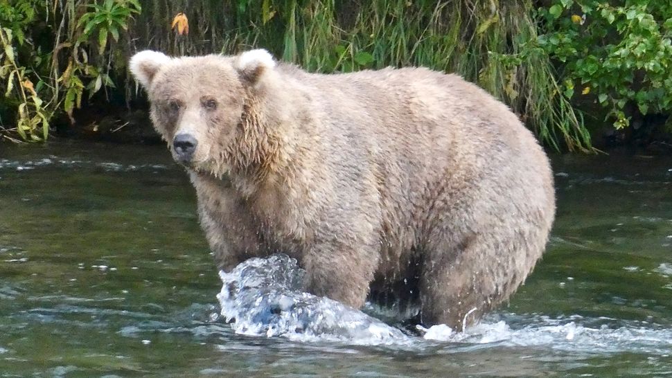 Fat Bear Week Celebrates Alaska's Most Flab-ulous In A Bruin