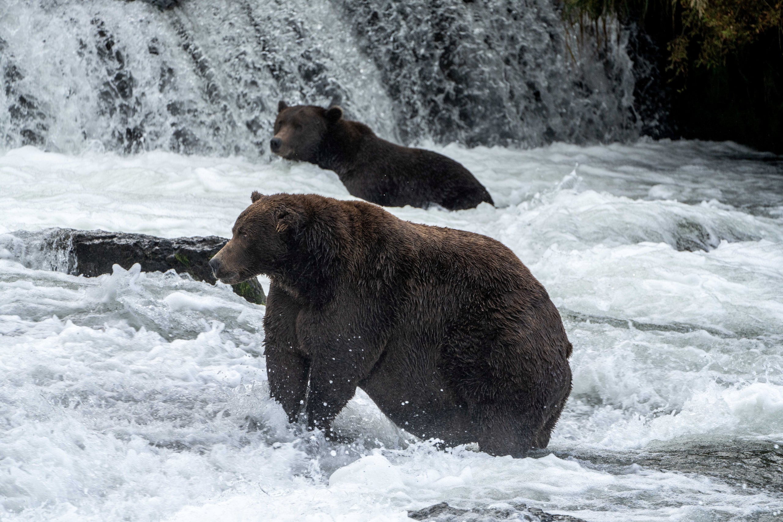 La Semana del Oso Gordo celebra lo más flácido de Alaska en un bulto de Bruin