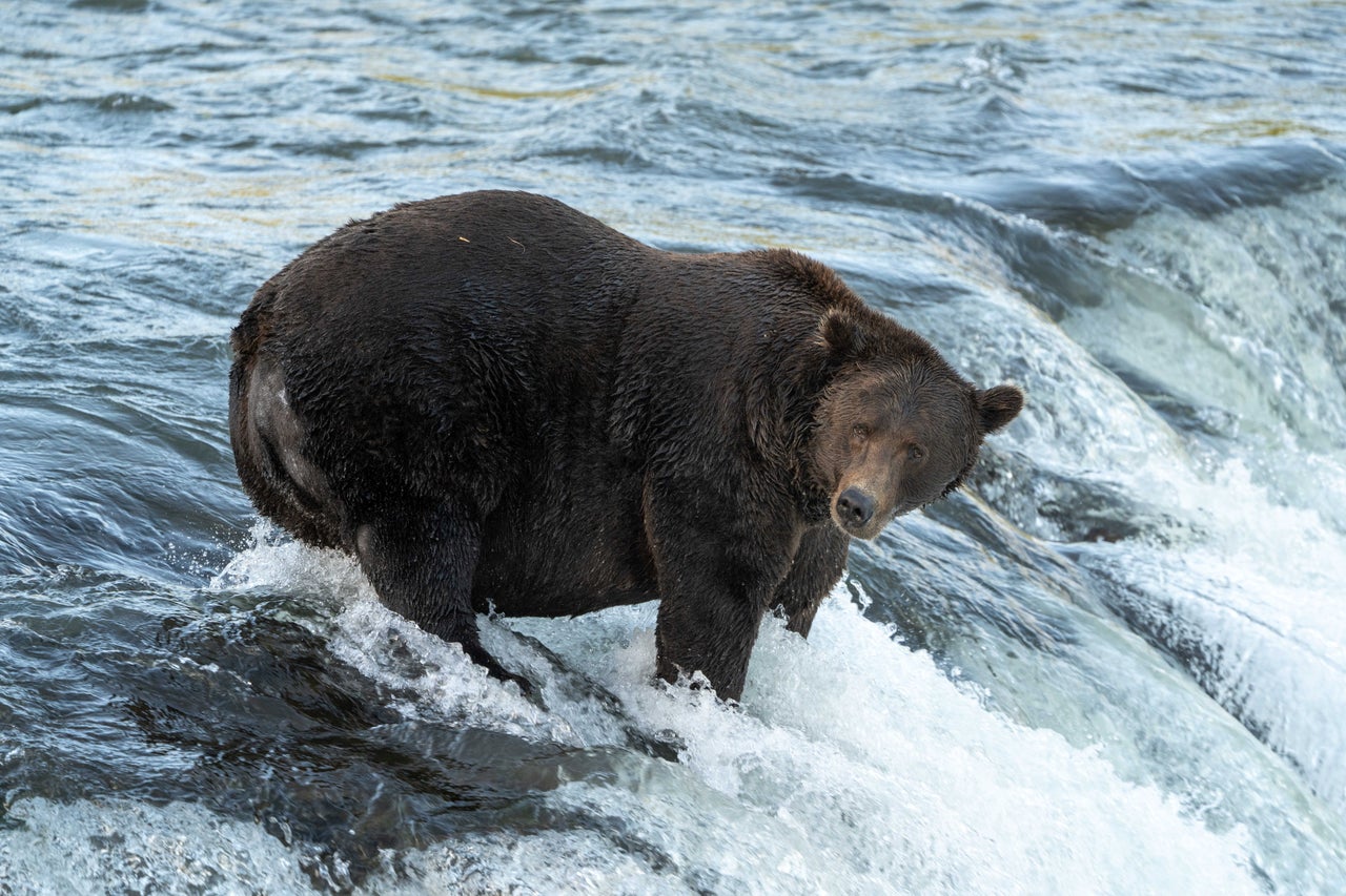 American Black Bear (U.S. National Park Service)