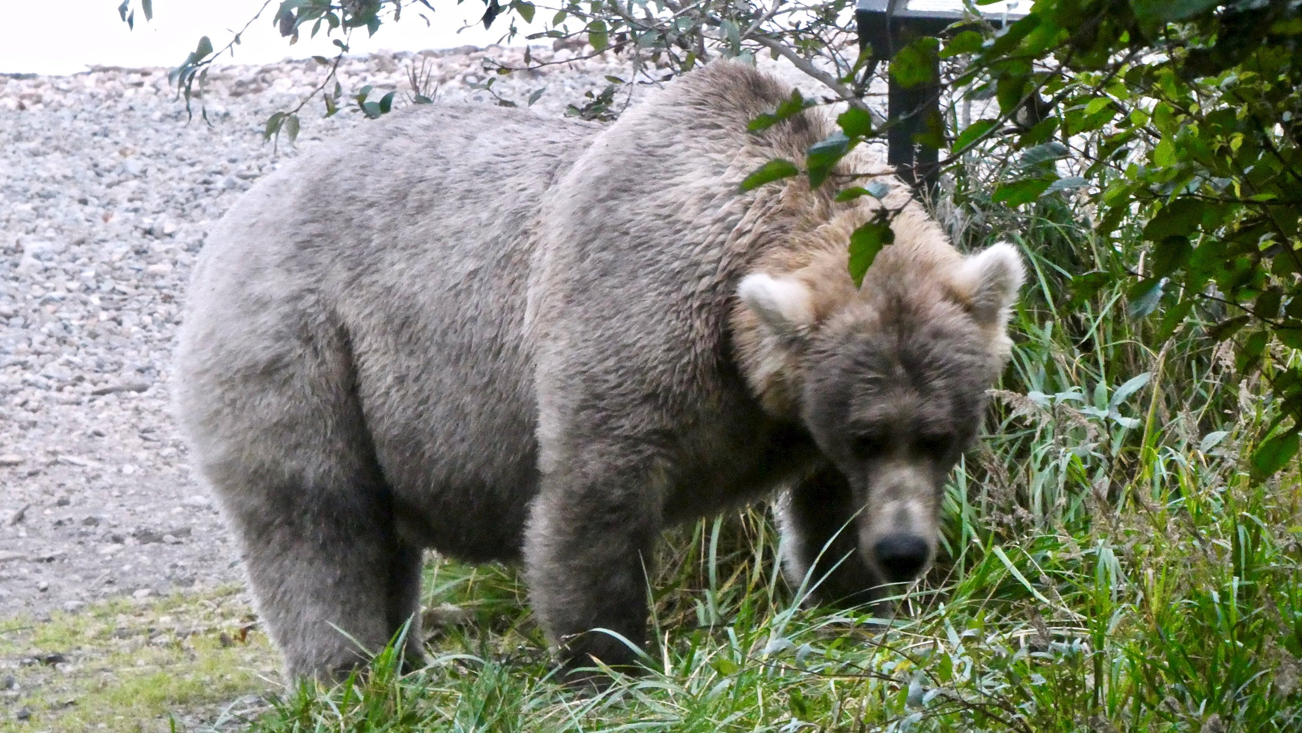 La Semana del Oso Gordo celebra lo más flácido de Alaska en un bulto de Bruin