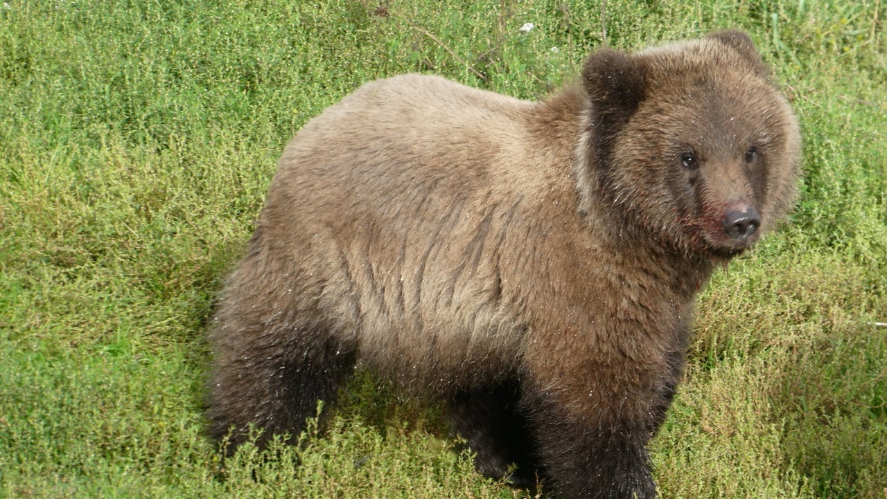 Brown Bears - Bears (U.S. National Park Service)