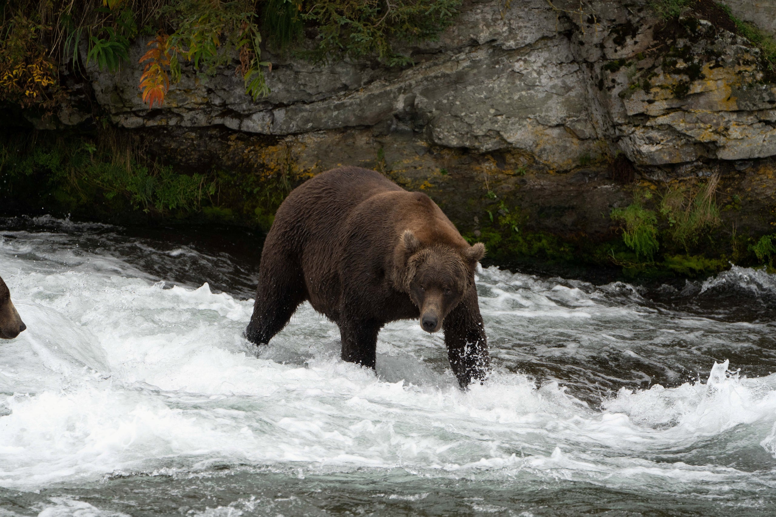 La Semana del Oso Gordo celebra lo más flácido de Alaska en un bulto de Bruin