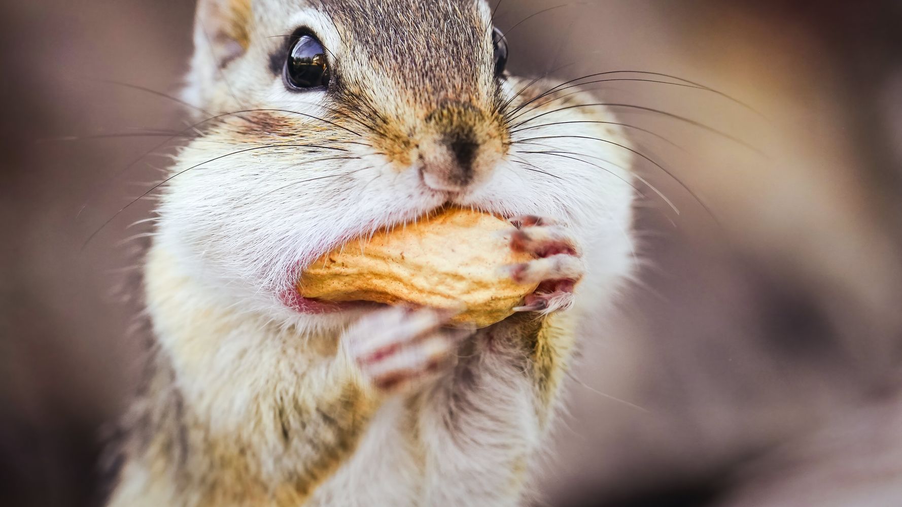 Nutty Squirrel Leaves 42 Gallons Of Nuts In Man's Chevy Avalanche