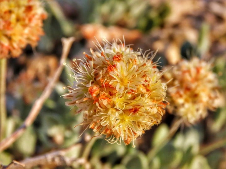 This photo taken in June 2019 in the Silver Peak Range of western Nevada about halfway between Reno and Las Vegas shows Tiehm's buckwheat growing in the high desert where a lithium mine is planned. 