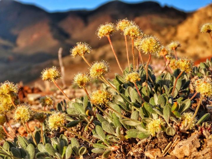 The U.S. Fish and Wildlife Service proposed on Friday that the rare wildflower that's not known to exist anywhere else in the world be listed as a U.S. endangered species.