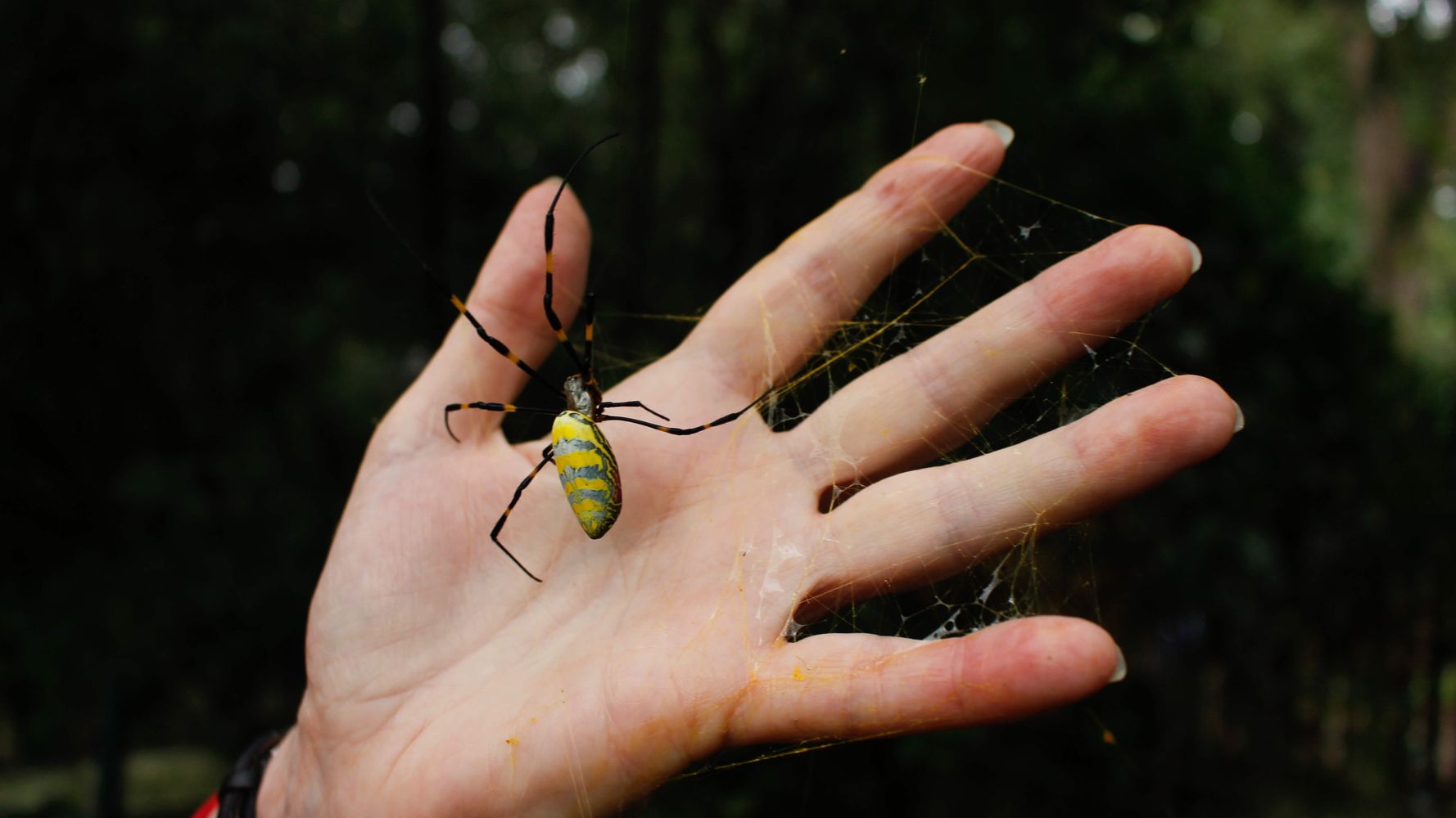 ‘Extreme Numbers’ Of Large Invasive Spiders In Georgia May Be A Good Thing