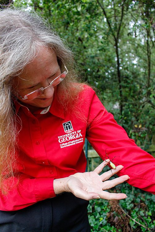 Entomologist Nancy Hinkle shows the Joro spider is nothing to be afraid of.