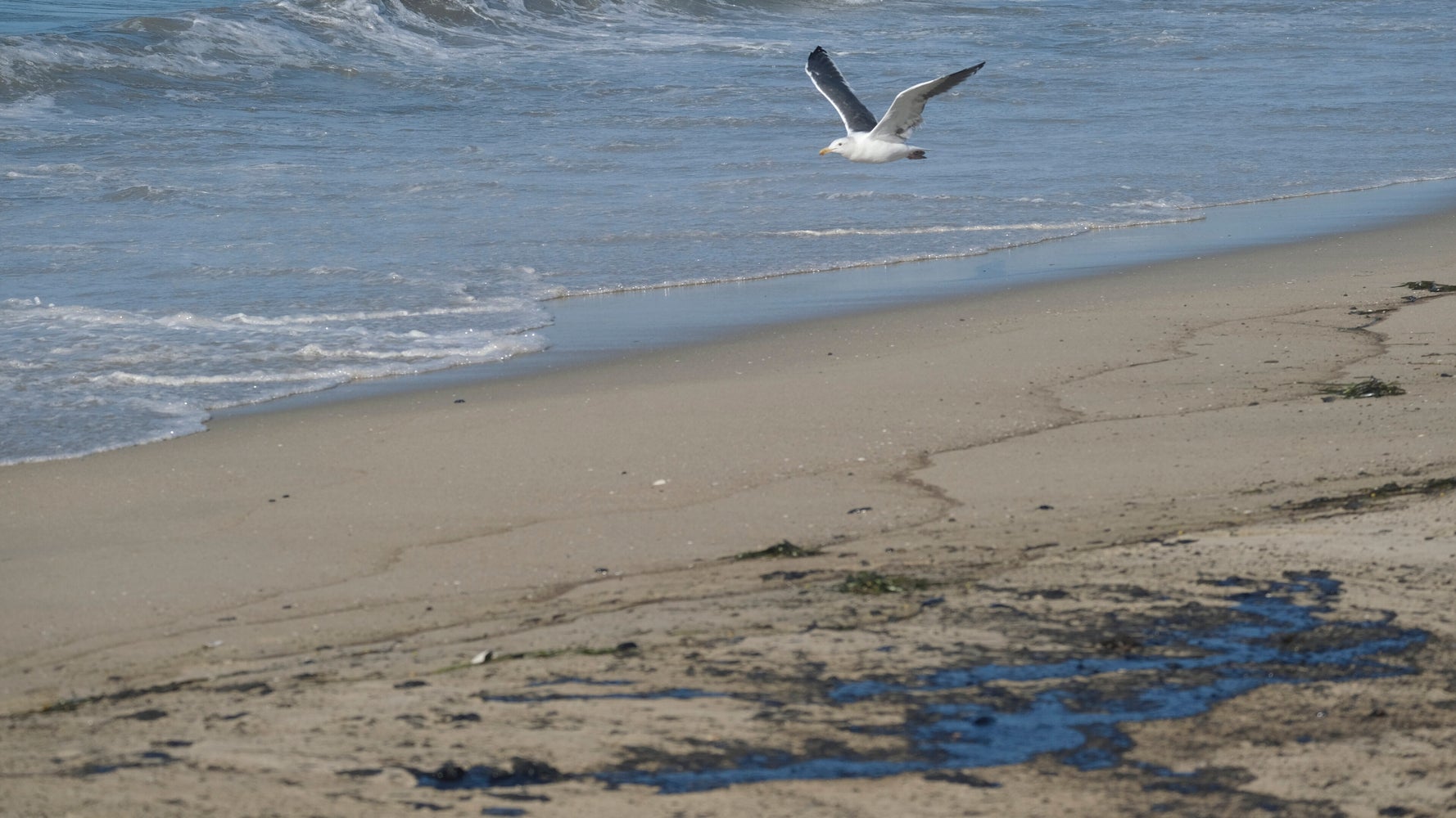 Major Southern California Oil Spill Fouls Beaches, Kills Wildlife