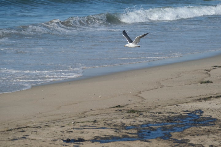 A seagull flies over oil washed up by the coast in Huntington Beach, Calif., on Sunday., Oct. 3, 2021. A major oil spill off