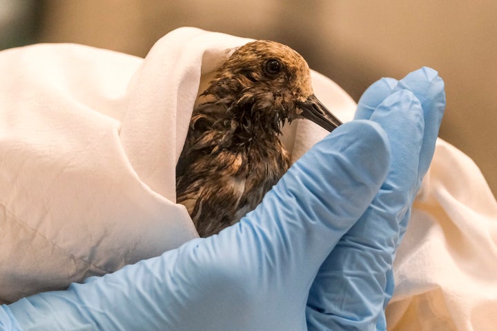 An employee of California Department Fish & Wildlife examines a sanderling contaminated by the oil spill off Huntington Beach on Monday.