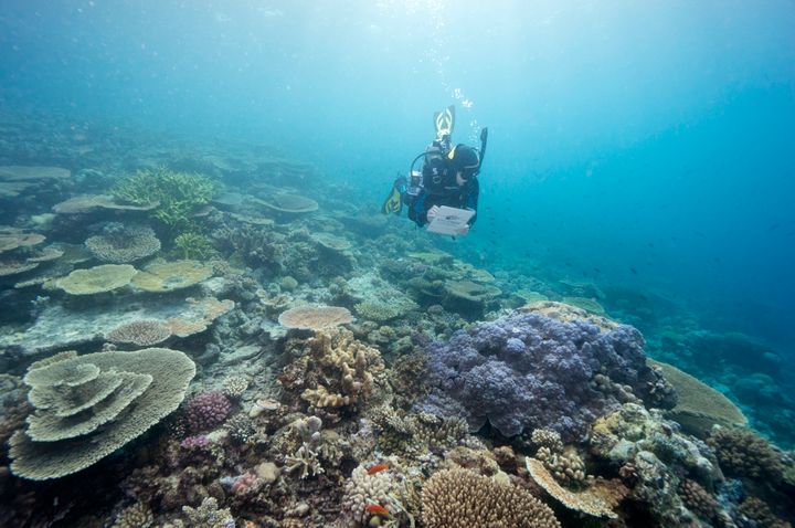 In this undated photo provided by the Great Barrier Reef Marine Park Authority, a diver monitors the health of the Great Barrier Reef off the Australian coast. 