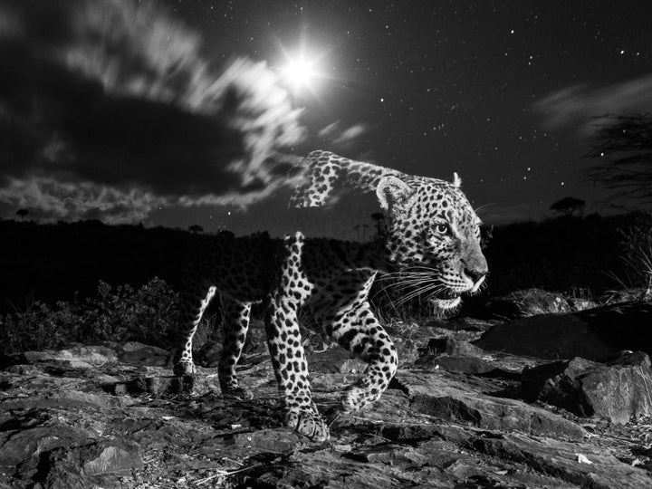 La fotografía 'Ghost', de Will Burrard-Lucas, ganadora del Premio de Honor.