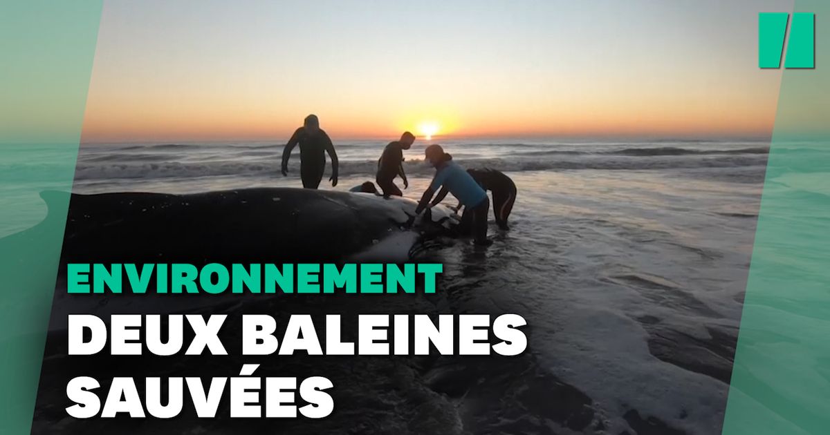 En Argentina, cada vez más ballenas varadas en playas están preocupadas