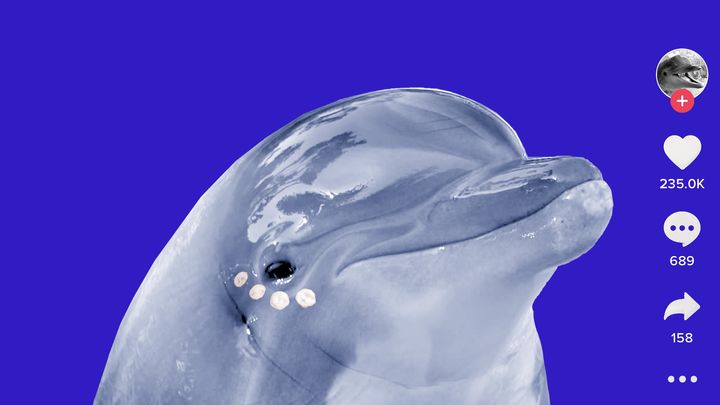 The term "dolphin skin" has possibly cropped up in your quest to achieve fresh, glowing skin. By looking at this cutie, you can probably understand why.