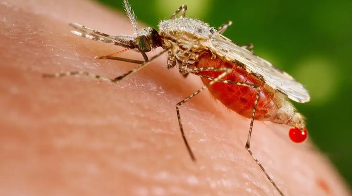 Malaria is caused by parasites transmitted to people by the bites of infected mosquitoes.
