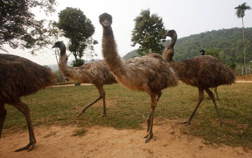 エミューってどんな鳥？ 20羽が「菊池エミュー観光牧場」から逃走していた【UPDATE】 | ハフポスト NEWS