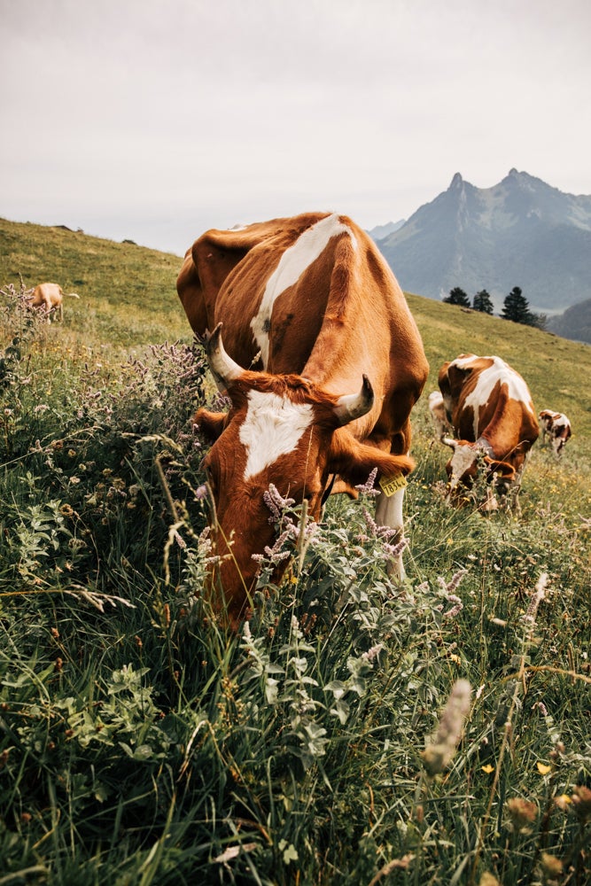 Vacas alimentándose de hierbas frescas.