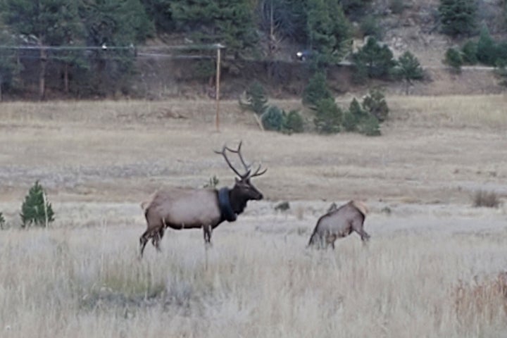 This undated photo provided by Colorado Parks and Wildlife shows an elusive elk that has been wandering the hills with a car tire around its neck for at least two years that has now finally been freed of the tire. The 4 1/2-year-old, 600-pound (272-kilogram) bull elk was spotted near Pine Junction southwest of Denver on Saturday, Oct. 9, 2021, and tranquilized, according to Colorado Parks and Wildlife. CPW officers had to cut the elk’s five-point antlers off to remove the encumbrance because they couldn’t cut through the steel in the bead of the tire.