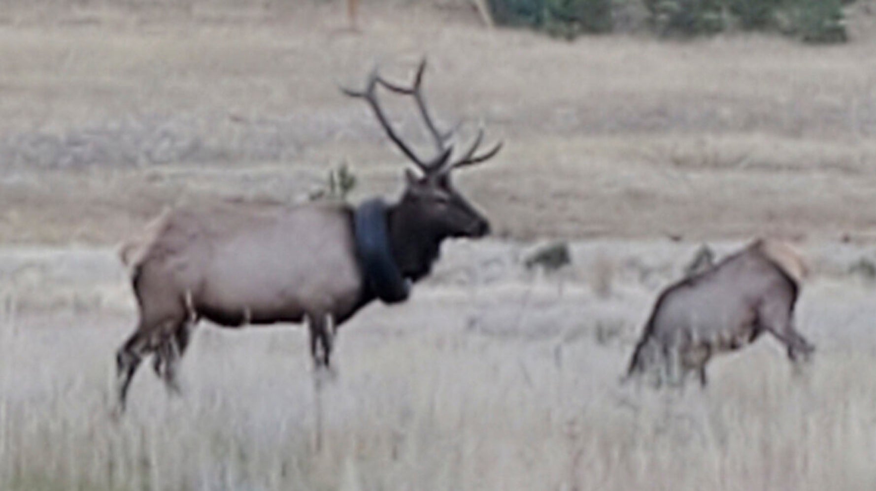 Elk Roaming Colorado With Tire Around Neck For 2 Years Freed - Vimarsana News