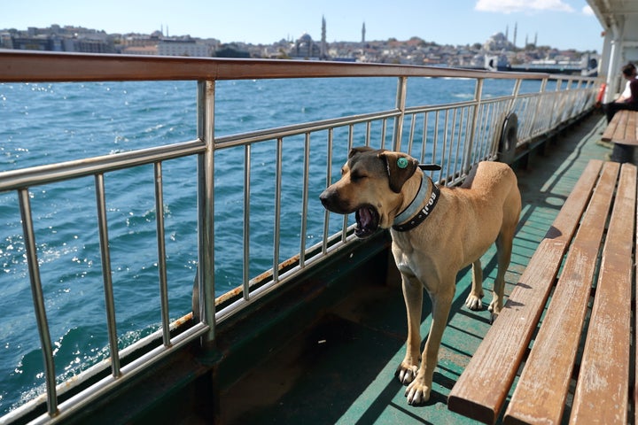 旅を楽しむ犬 Snsで人気者に 自ら船や地下鉄を乗り継ぐ姿がおりこうすぎる 動画 ハフポスト World 旅を楽しむ犬 Snsで人気者に 自ら船や地下鉄を乗り継ぐ姿がおりこうすぎる 動画 ハフポスト World