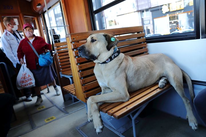 イスタンブールの公共交通機関を乗り継ぐ犬・ボジ