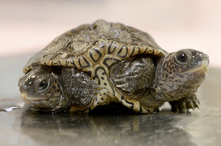 A two-headed diamondback terrapin is weighed at the Birdsey Cape Wildlife Center on Oct. 9, in Barnstable, Mass., where the two-week old animal is being treated. The turtle is alive and kicking — with all six of its legs — after hatching recently. 