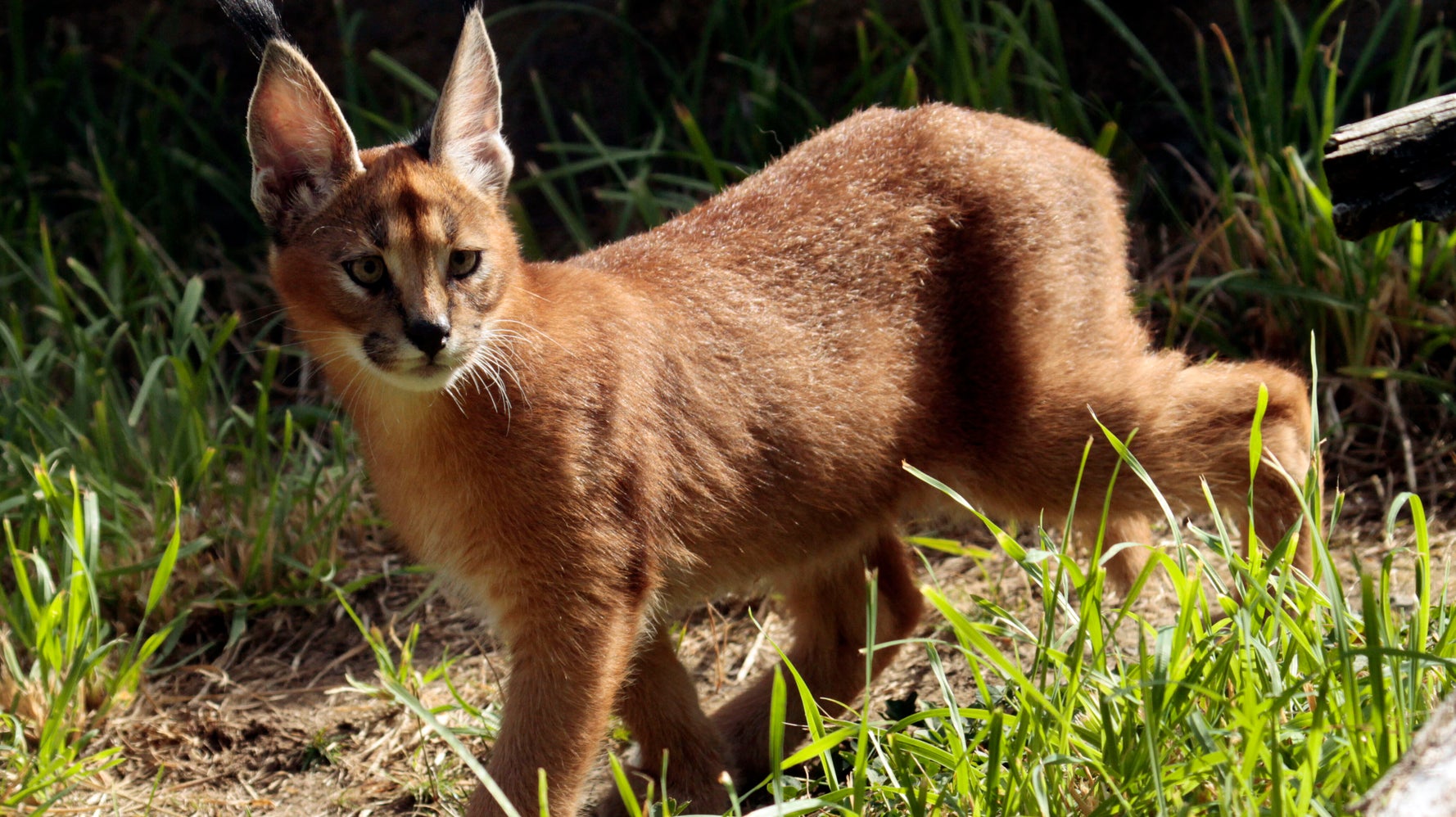 大きな耳もつネコ科のカラカル 飼い主から脱走 デトロイトの学校付近をうろつく ハフポスト World 大きな耳もつネコ科のカラカル 飼い主から脱走 デトロイトの学校付近をうろつく ハフポスト World
