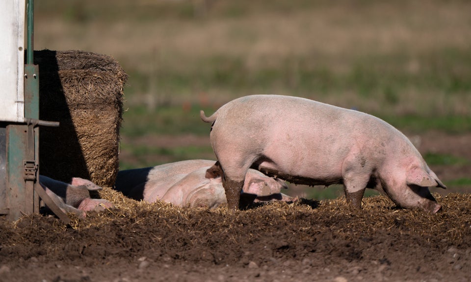 Pigs on a farm in