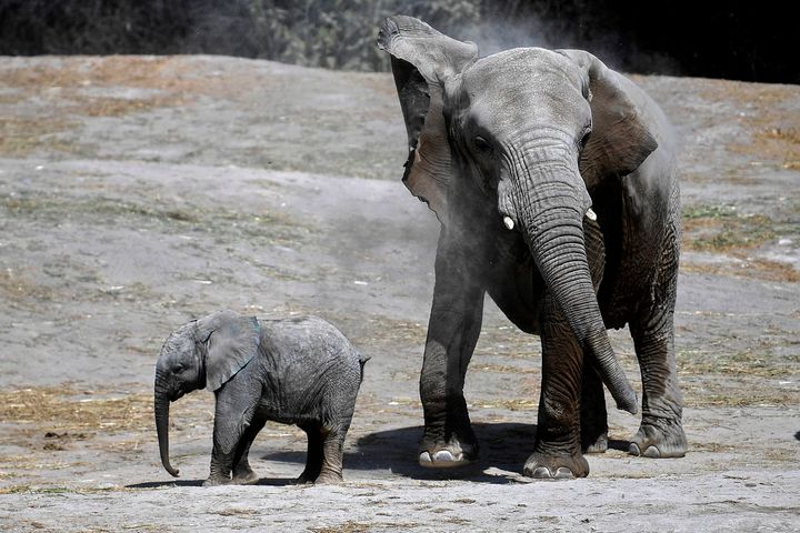 Una historia real: el pequeño elefante que decidió dejarse morir tras perder a su madre.