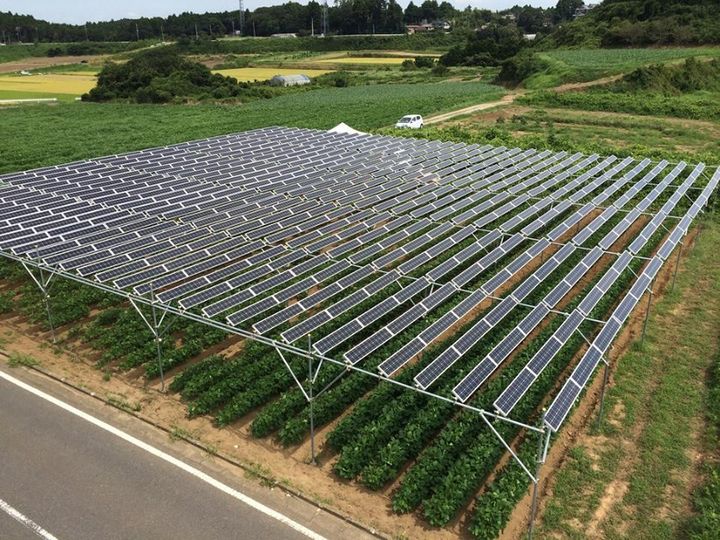 農地に設置した太陽光パネルで発電する「ソーラーシェアリング」。農家は、作物による収入に加えて、売電収入も得られる。農地の収益性が高まれば、農家減少に歯止めがかかるほか、耕作放棄地の再生も目指せると期待が高まっている。