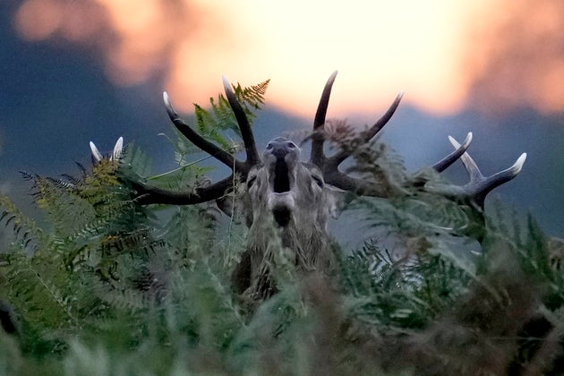 A red deer stag bellows at sunrise during the autumn breeding season, in Bushy Park, southwest London,...