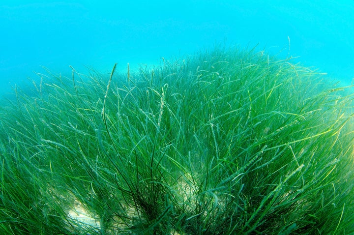 Eelgrass.