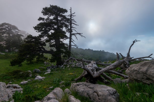 Le antiche foreste del Pollino resistono alla crisi climatica (di R. Bressa) Le antiche foreste del Pollino resistono alla crisi climatica (di R. Bressa)