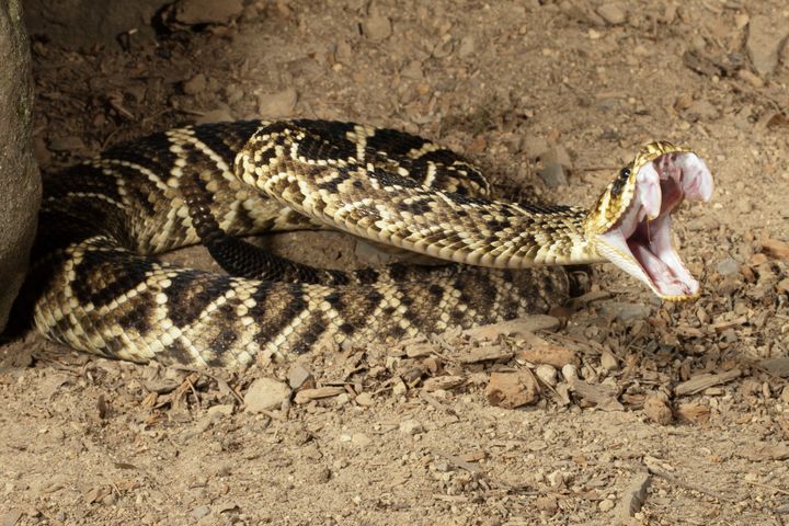 The eastern diamondback rattlesnake is the biggest poisonous snake in North America.