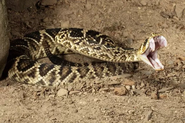 写真のどこかに隠れている動物 わかる ジョージア州のクイズが結構難しい ハフポスト