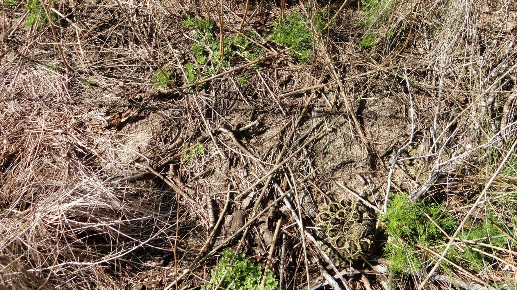 写真のどこかに隠れている動物 わかる ジョージア州のクイズが結構難しい ハフポスト World