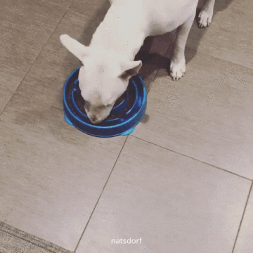 Perro comiendo con ansiedad su pienso.