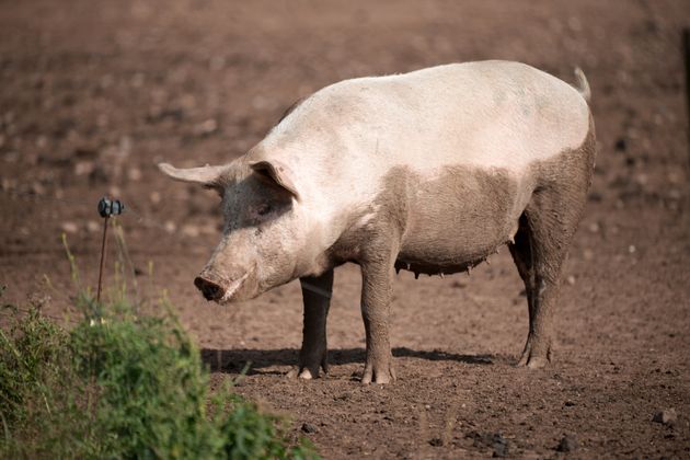 Les porcs sont particulièrement intéressant pour fournir des greffons à l'Homme, puisqu’ils ont de grandes portées, des périodes de gestation courtes et des organes comparables à ceux des humains.