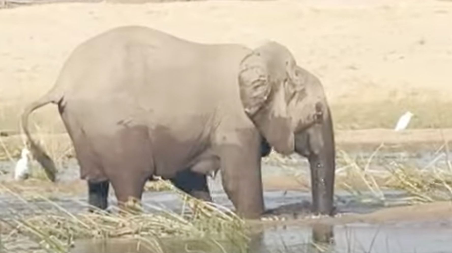 Elephant Makes Rare Fatal Attack To Protect Her Baby