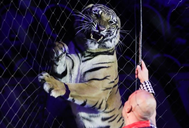 Les animaux sauvages, comme ici lors d'une représentation en Russie, seront peut-être bientôt interdits dans les cirques d'ici sept ans en France.
